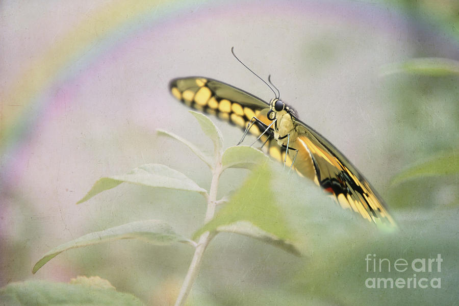 Butterfly Rainbow Digital Art by Amy Dundon