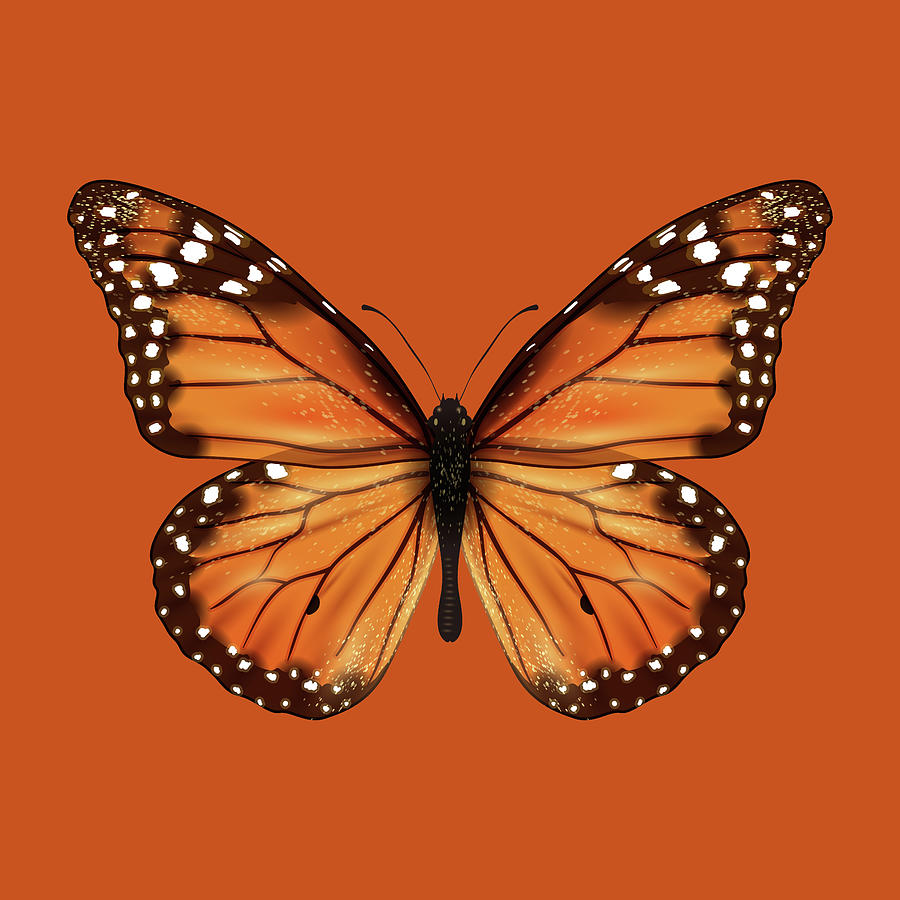 Butterfly realistic isolated Painting by Tony Rubino