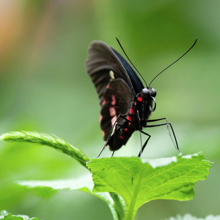 Butterfly red markings on black Photograph by SAURAVphoto Online Store