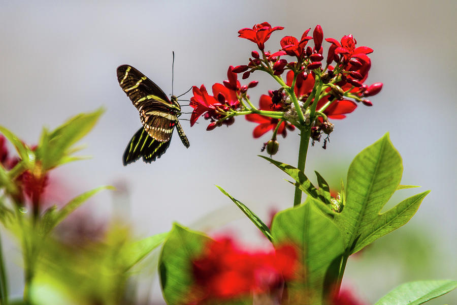 Butterfly Red 48x Photograph by Randy Jackson