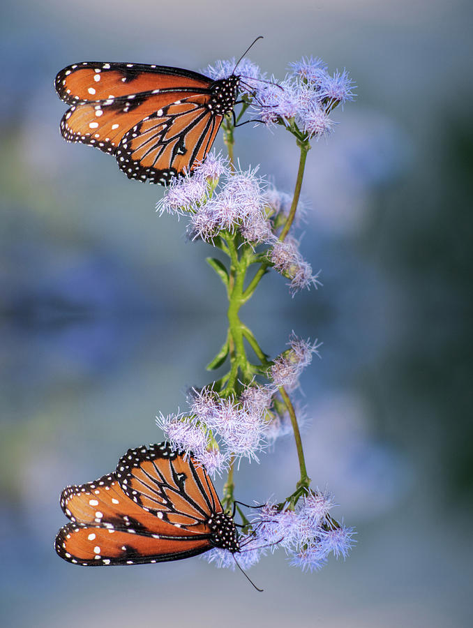 Butterfly Reflection 1072-112814-2-refl Photograph by Tam Ryan