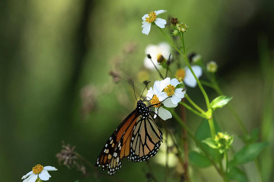 Butterfly Resting on A Flower Photograph by Rebecca Herranen