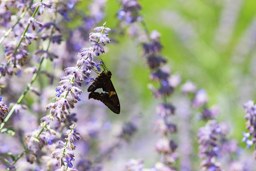 Butterfly Resting on a Lavender Plant Photograph by Auden Johnson