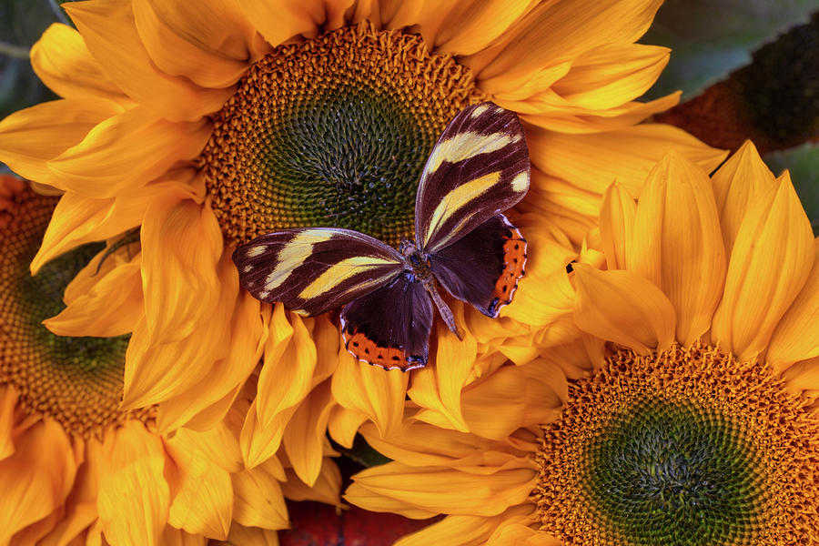 Butterfly Resting On Sunflower Photograph By Garry Gay Fine Art America 