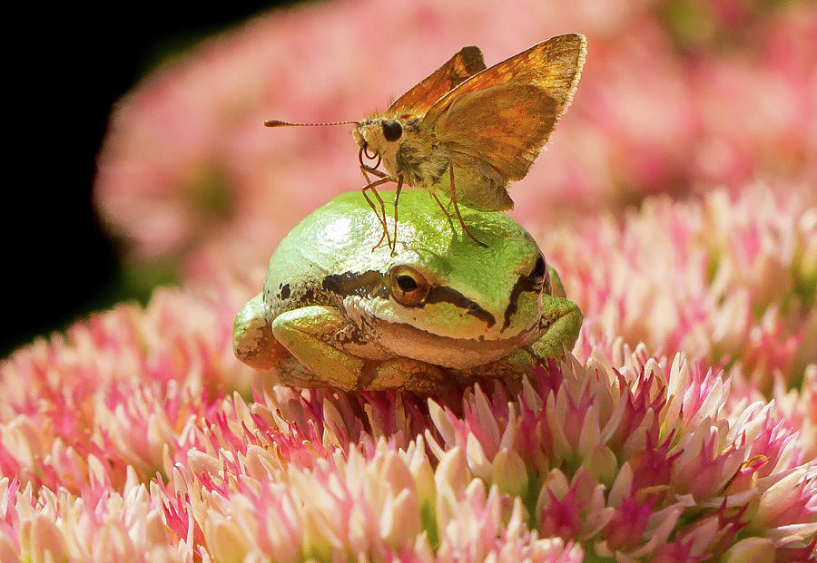 Skipper Butterfly Resting on Tree Frog Photograph by Jean Noren