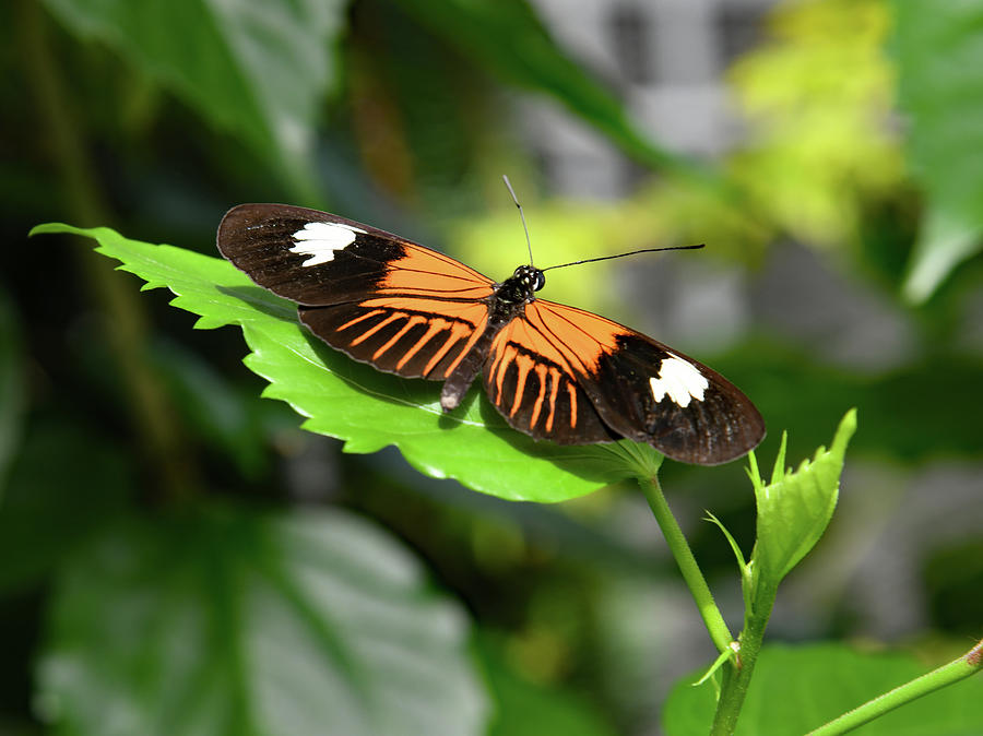 Butterfly Resting Photograph by Robert Tubesing - Fine Art America