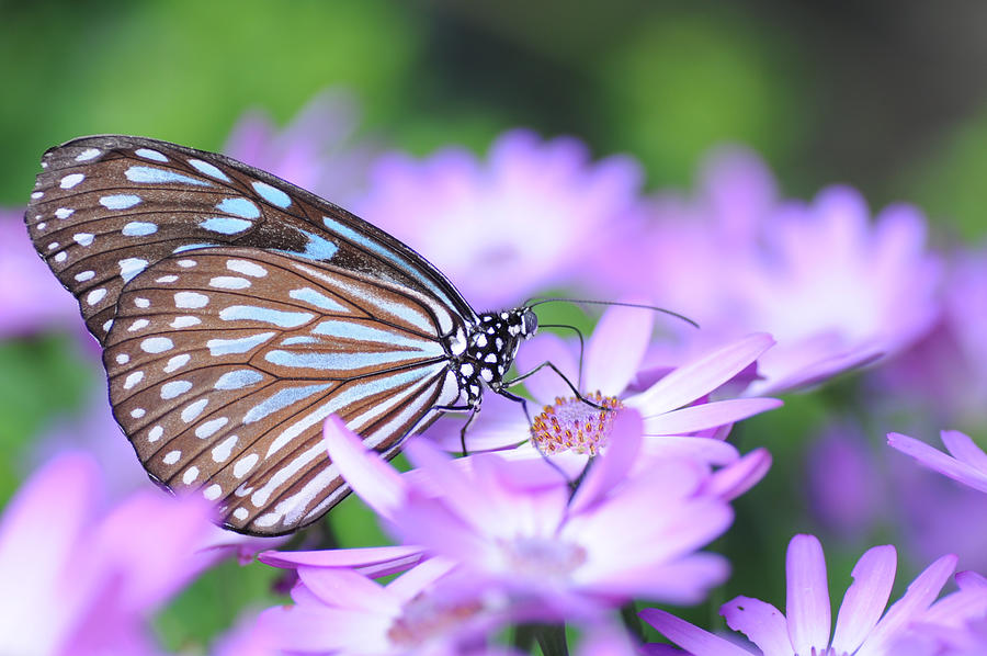 Butterfly Photograph by Ryota M Photograph
