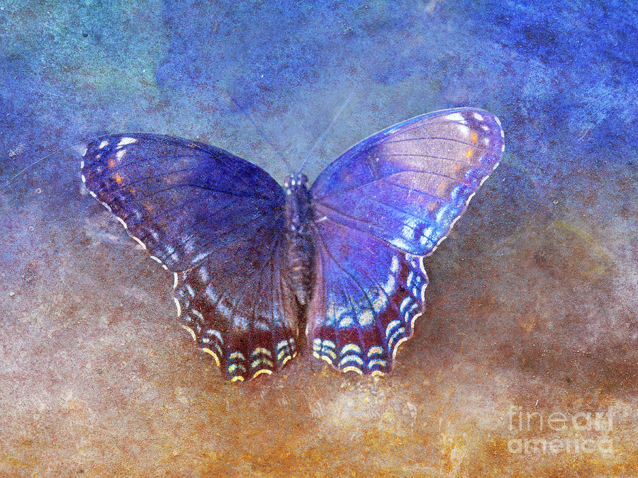 Butterfly Sand and Surf Digital Art by Randy Steele