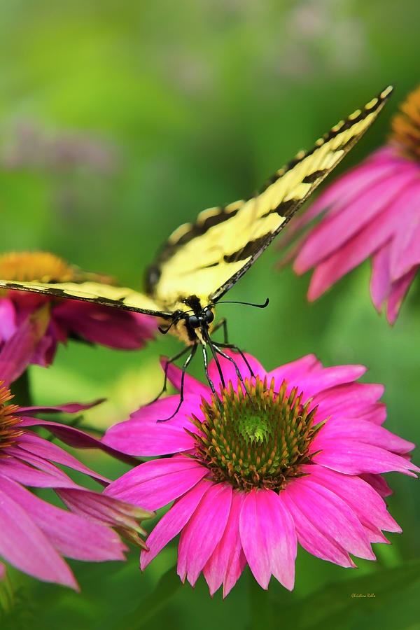 Butterfly Savoring Pink Flowers Photograph by Christina Rollo