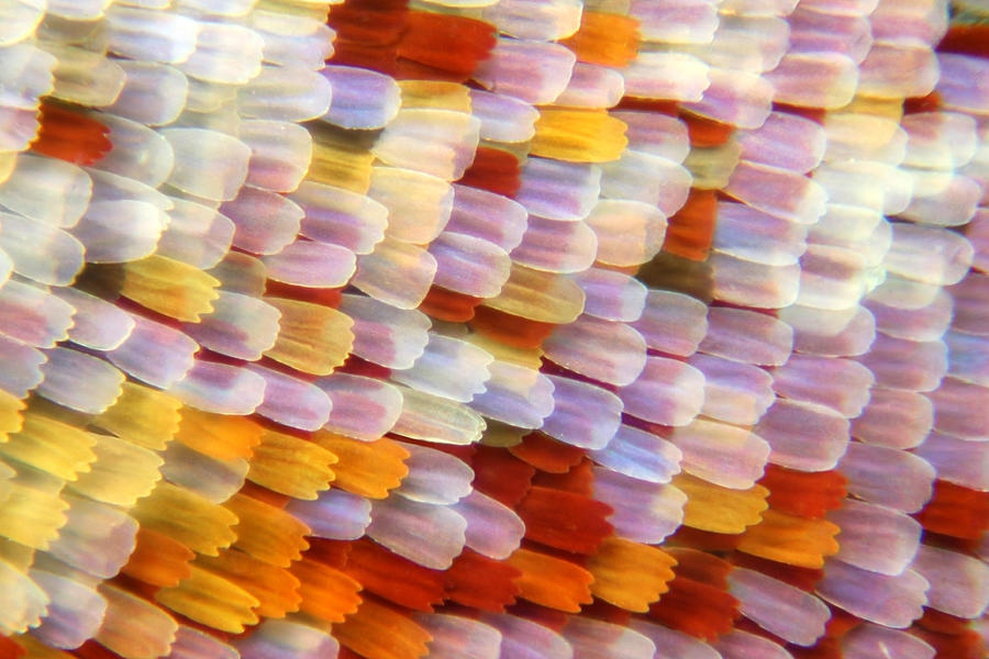 Butterfly scales Photograph by Iain Lawrie