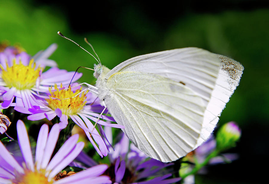 Butterfly Photograph by Severija Kirilovaite