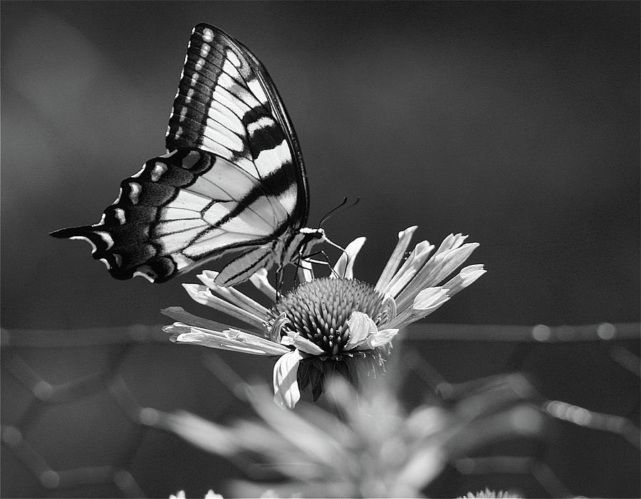 Butterfly Photograph by Sharon W - Fine Art America