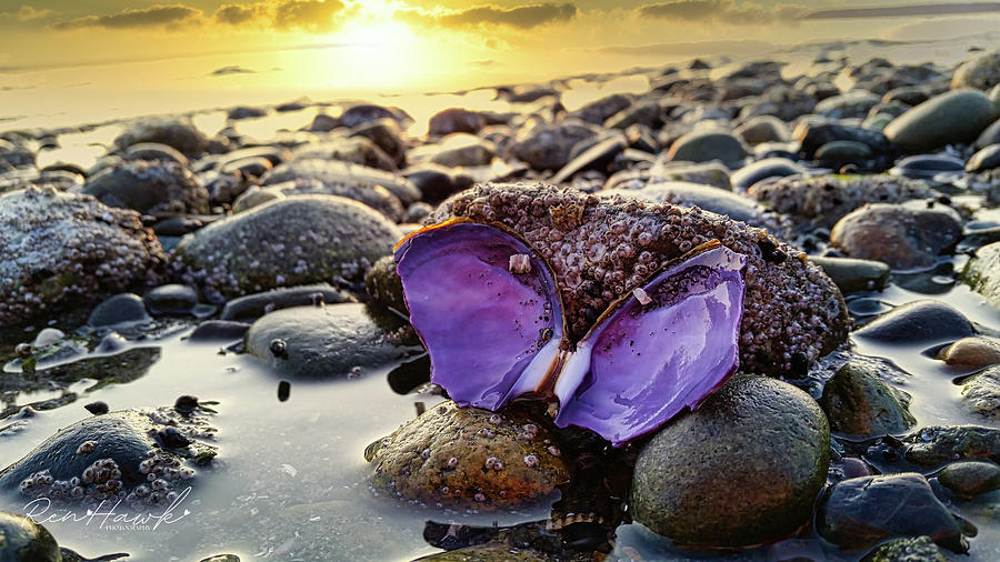 Butterfly Shell Photograph by Ren Hawk - Fine Art America