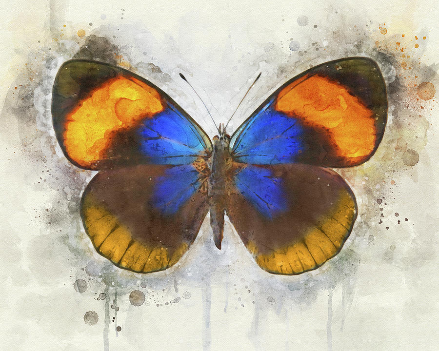 Butterfly Simplicity Photograph by Leda Robertson