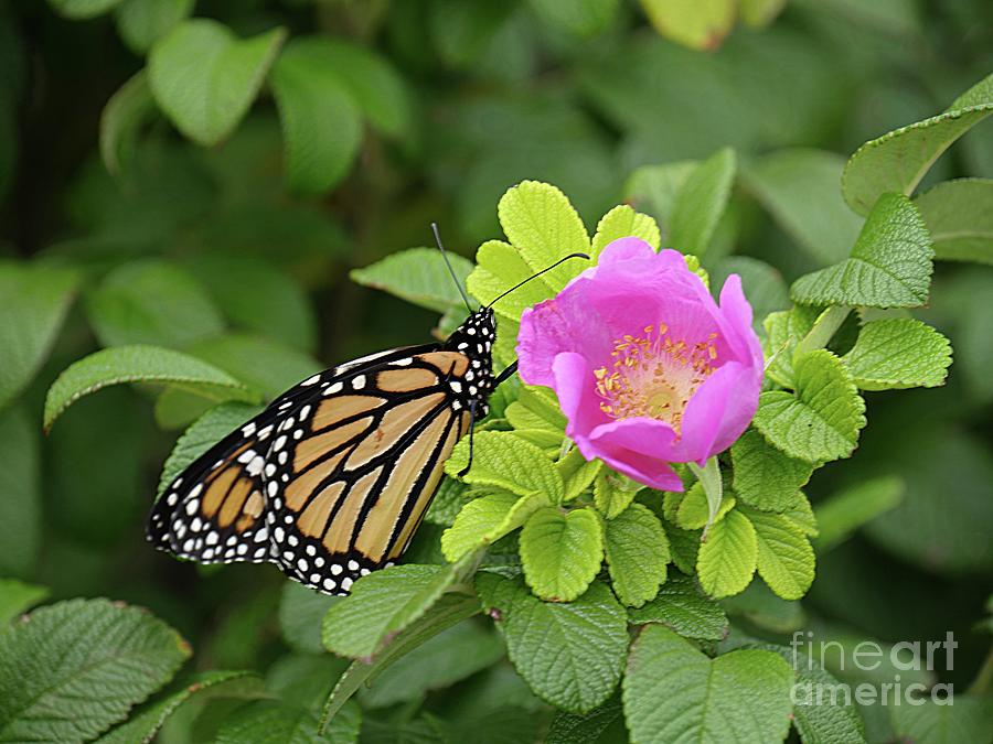 Butterfly sipping nectar Photograph by On da Raks