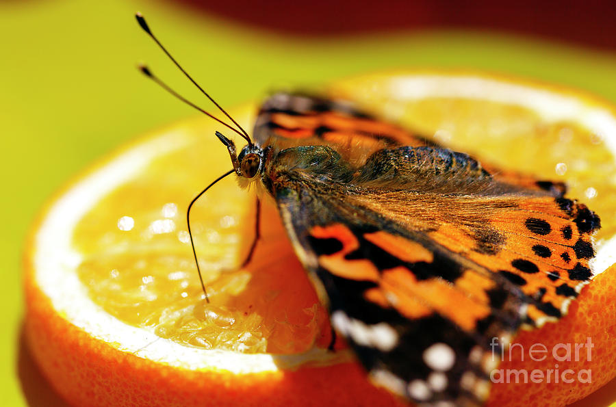 Butterfly Snack at the Desert Botanical Garden in Phoenix Photograph by John Rizzuto
