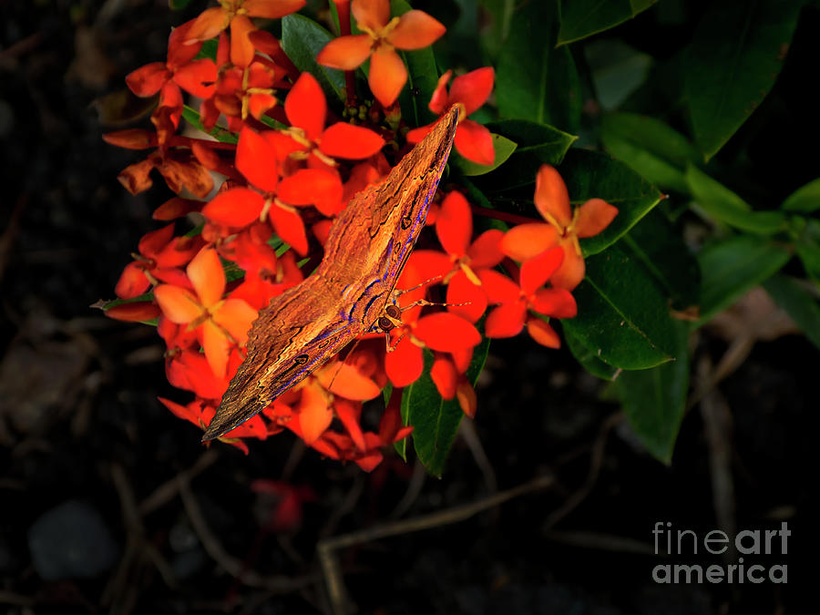 Butterfly Spy In The Flowers Photograph by Al Bourassa