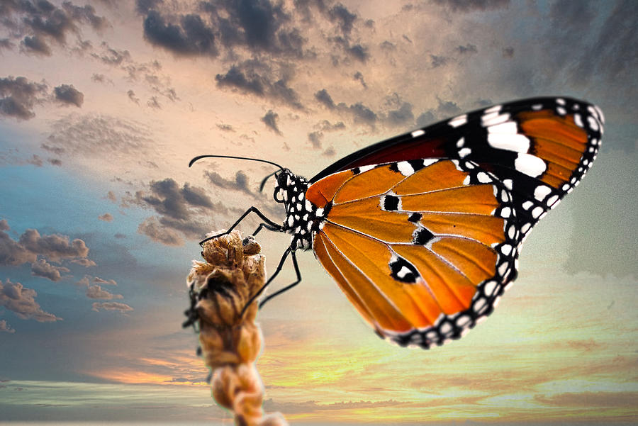 Butterfly Digital Art by Steven Parker