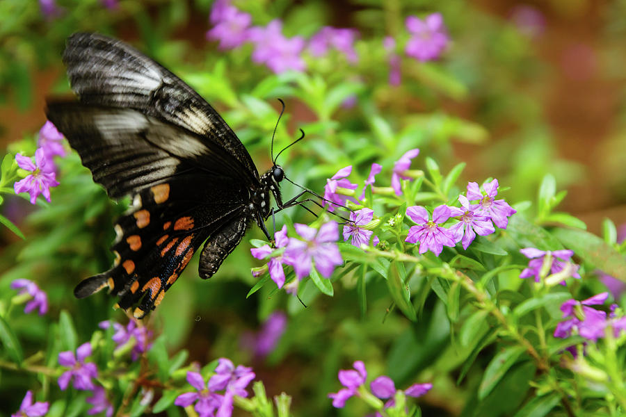 Butterfly Sucking Nectar From Flower Photograph