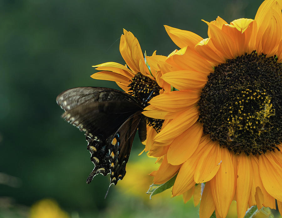 Butterfly Sunflower  Photograph by Rick Nelson
