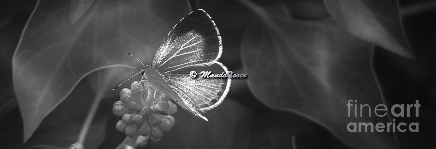 Butterfly SW Photograph by Mando Xocco