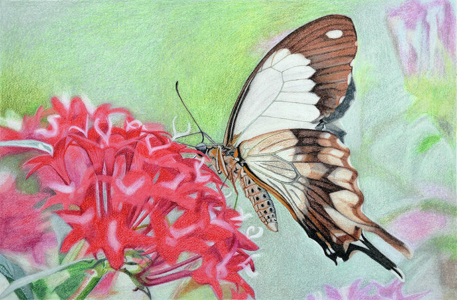 Butterfly on flower. - Miranda - Drawings & Illustration, Flowers, Plants,  & Trees, Flowers, Other Flowers - ArtPal