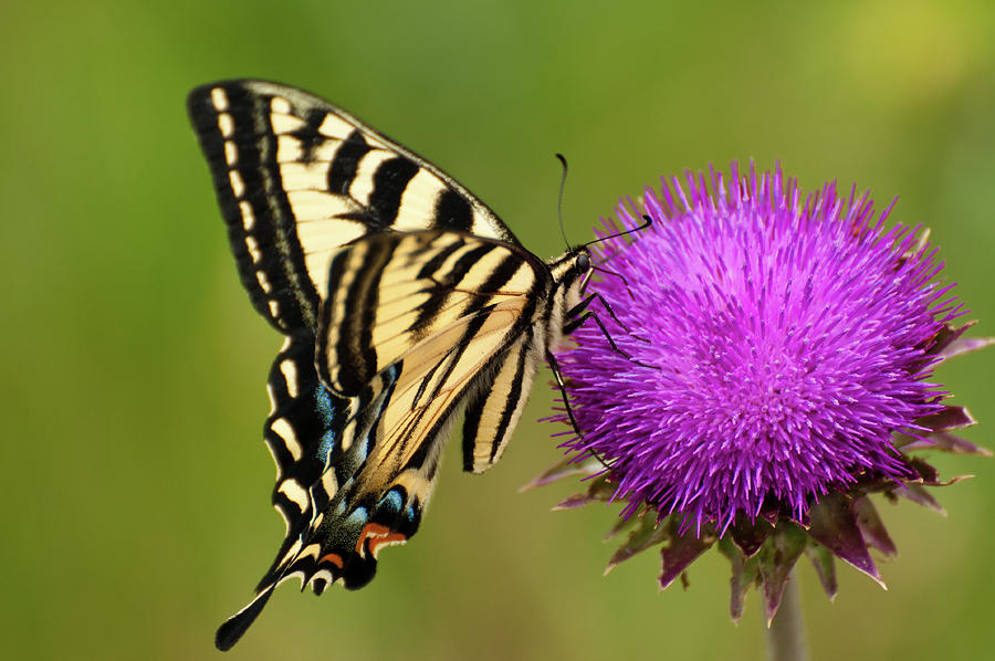 Butterfly Thistle Photograph by Pamela Dunn-Parrish