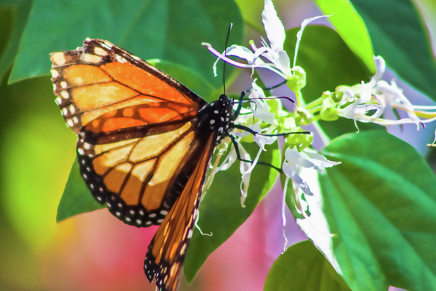 Butterfly Transparent 48x32 Photograph by Randy Jackson