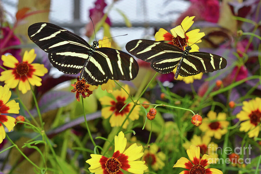 Butterfly Twins Photograph