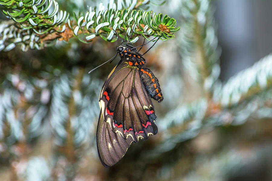 Butterfly Upside Down On An Evergreen Photograph