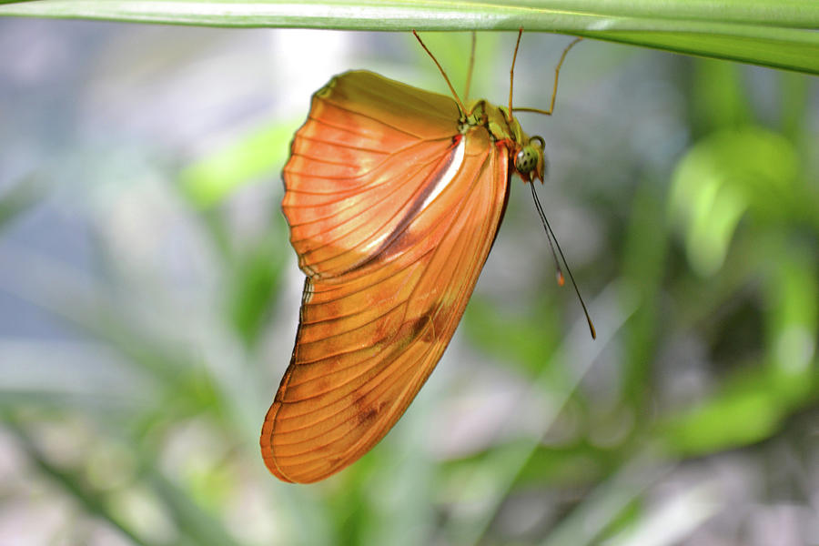 butterfly-upside-down-photograph-by-robert-tubesing-fine-art-america