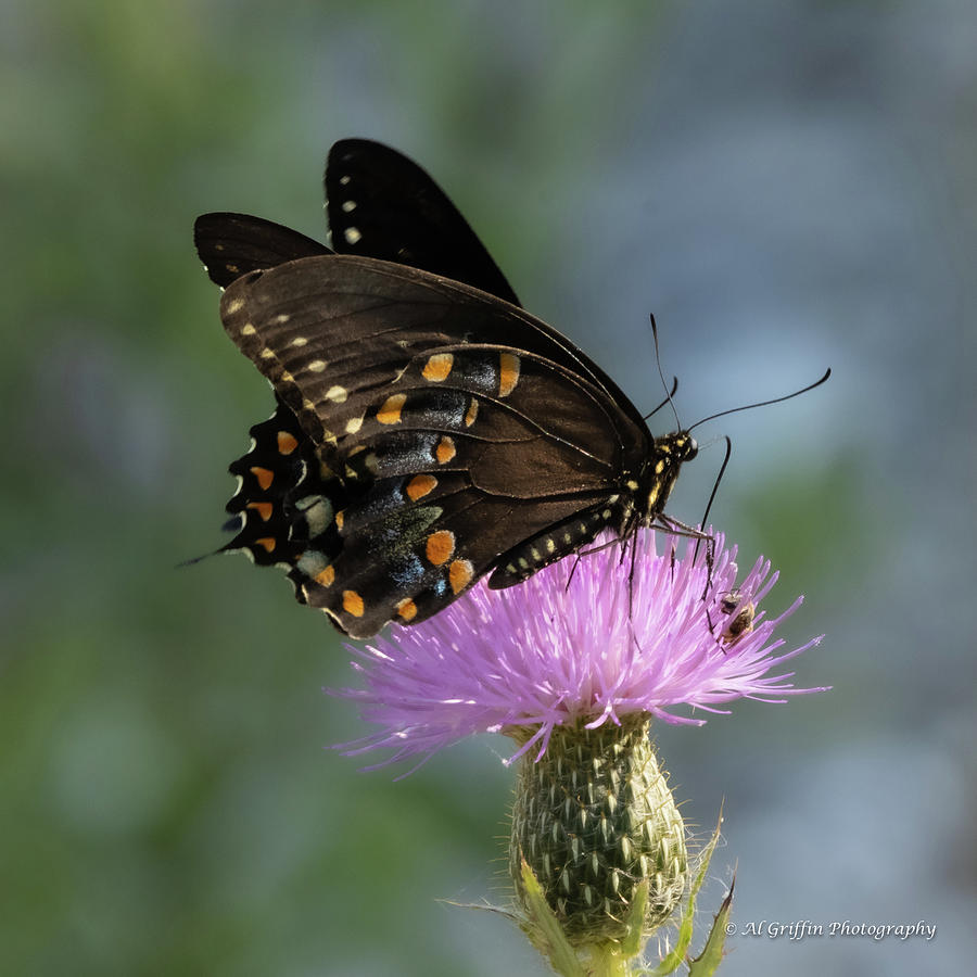 Butterfly VI Photograph by Al Griffin