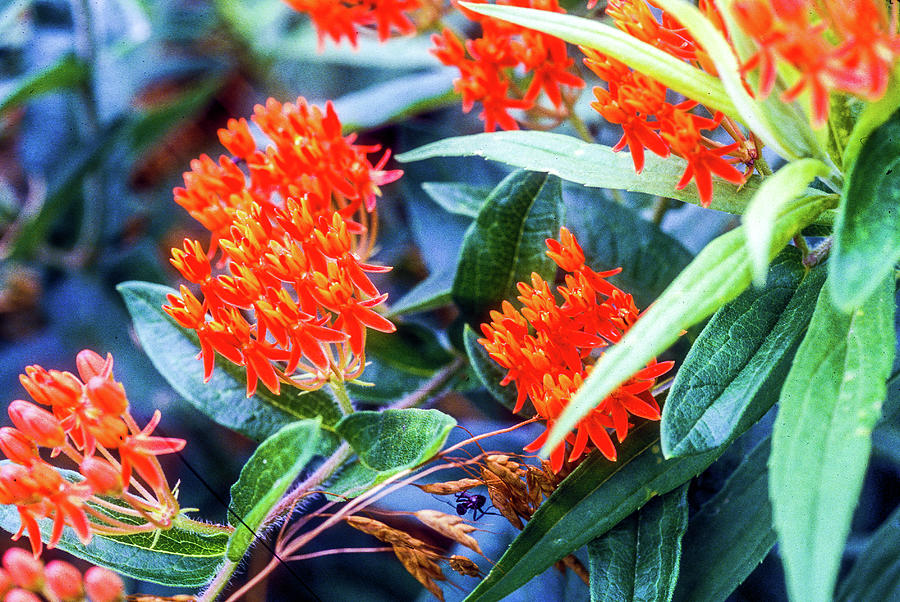 Butterfly Weed 154 Photograph by James C Richardson