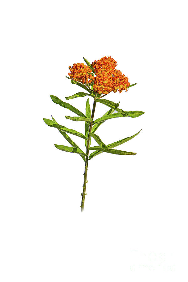 Butterfly Weed  Photograph by Alan Schroeder