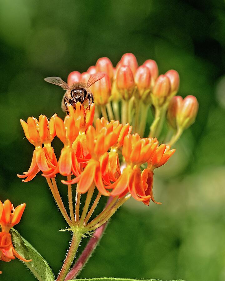 Nature Photograph - Butterfly Weed and Bee 2 by Steven Ralser