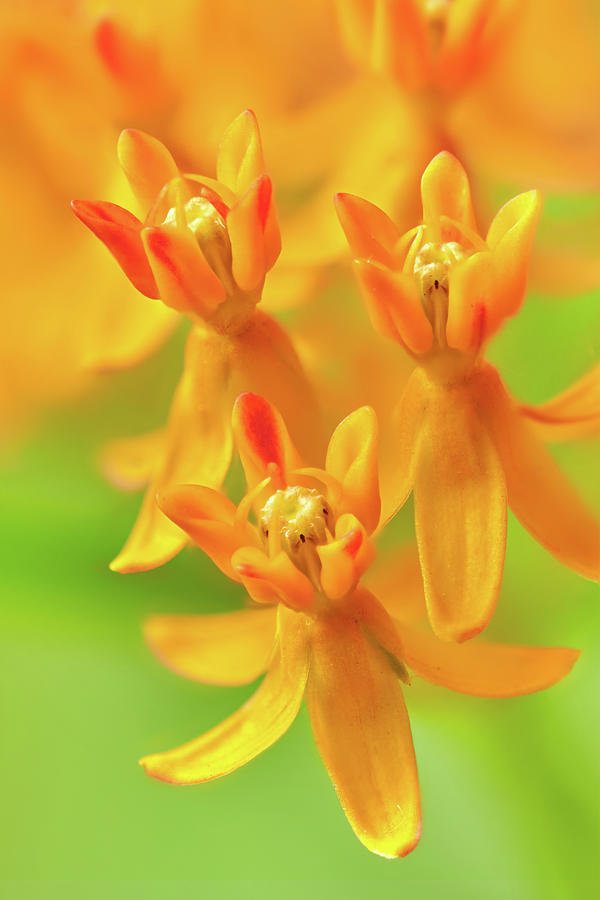 Butterfly Weed Photograph by Jim Hughes
