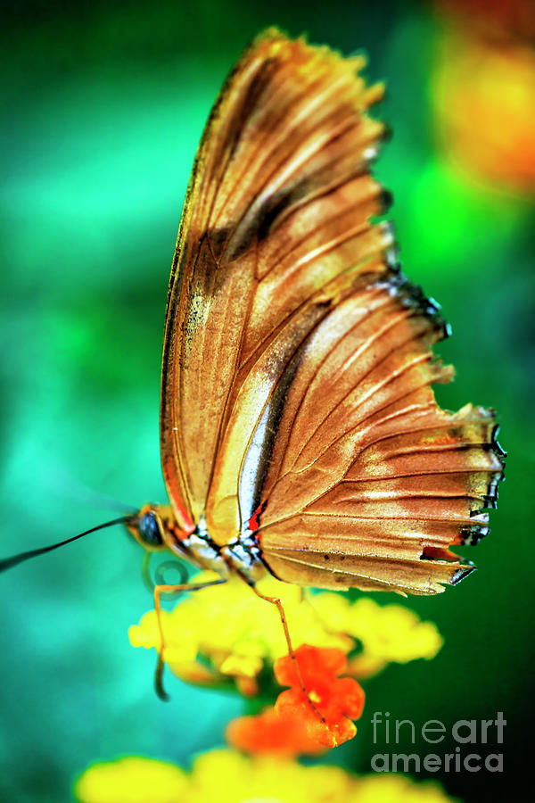 Butterfly Photograph - Butterfly Wing Colors at the Bronx Zoo by John Rizzuto