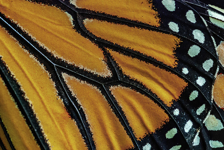 butterfly wing detail