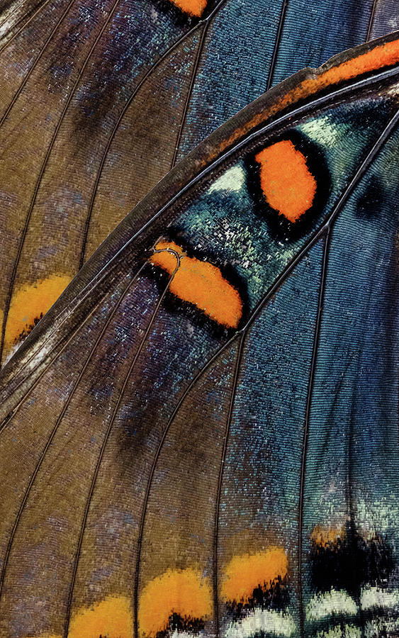 Butterfly Wings One Left Panel Photograph by Glenn DiPaola