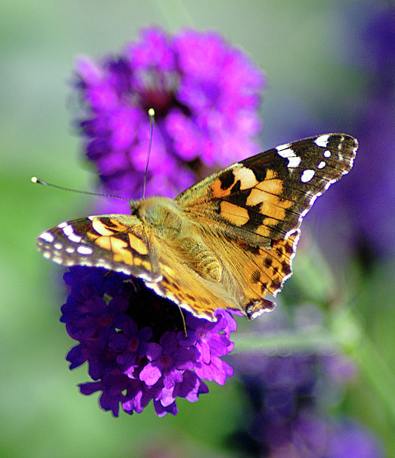 Butterfly Wings Spread Photograph by John Hughes - Fine Art America