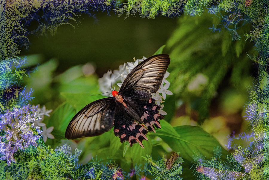 Butterfly with borders Photograph by Patricia Dennis