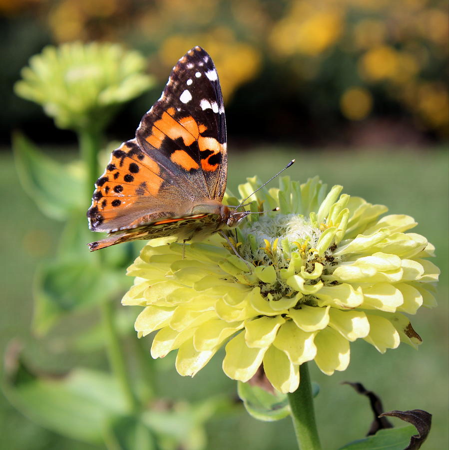 Butterfly with Light Green Zinnia Flower Photograph by Joseph Skompski