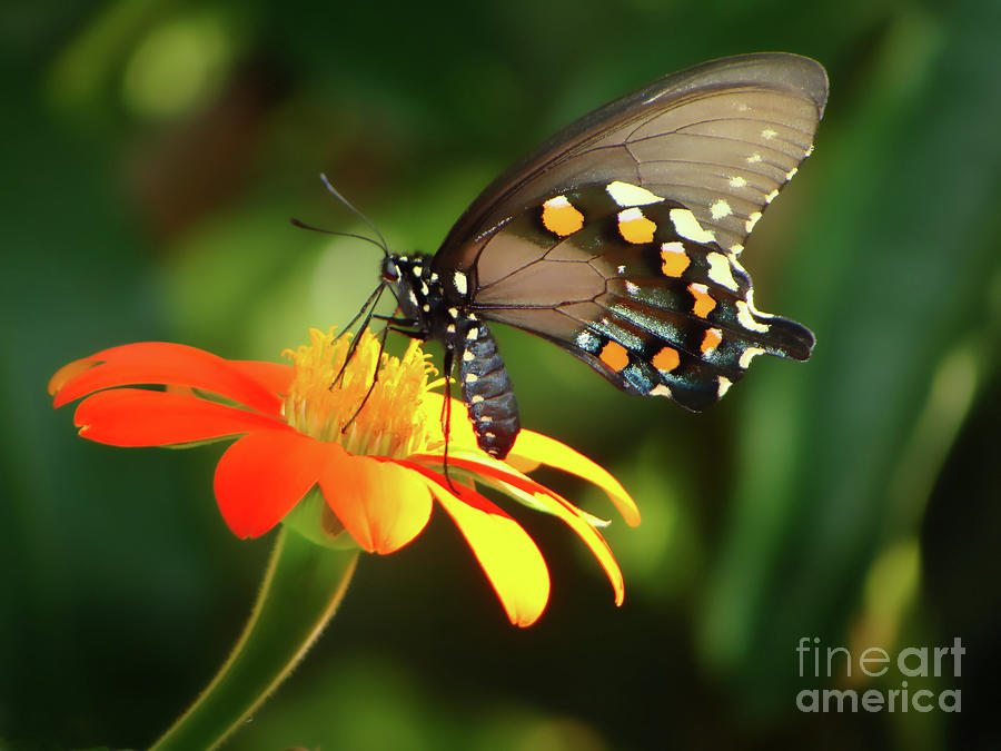 Butterfly with Orange Flower Photograph by Amy Dundon