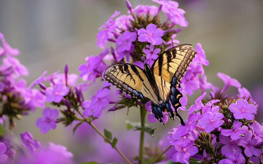 Butterfly with Phlox Flowers Photograph by Rachel Morrison
