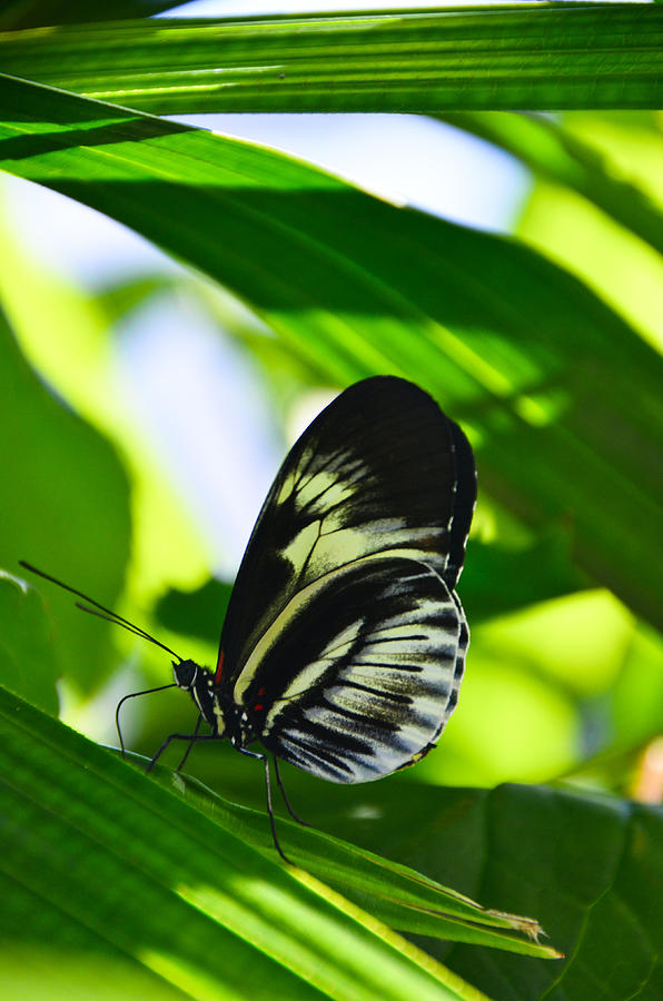 Butterfly World - Florida - 17 Photograph by Alex Vishnevsky