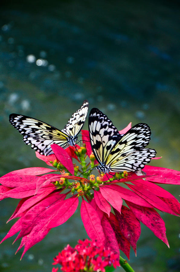Butterfly World - Florida - 5 Photograph by Alex Vishnevsky