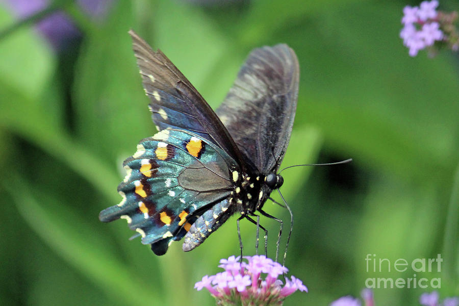 Butterfly - Yellow and Green Photograph by C Todd Fuqua