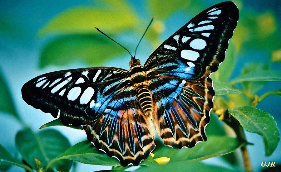 Butterflycalia Catus 2 No.1. Digital Art