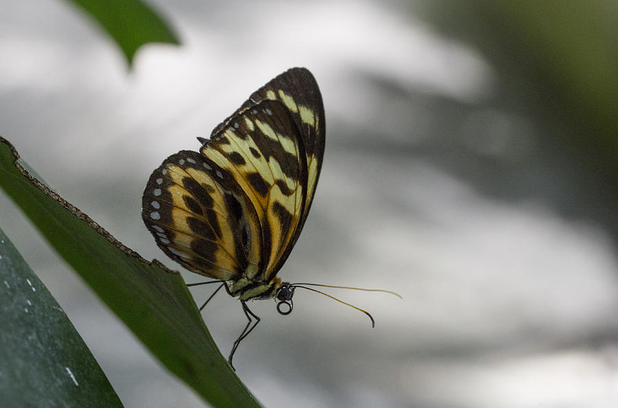Butterfly Eueides Isabella by Pietro Ebner Butterfly Eueides Isabella by Pietro Ebner