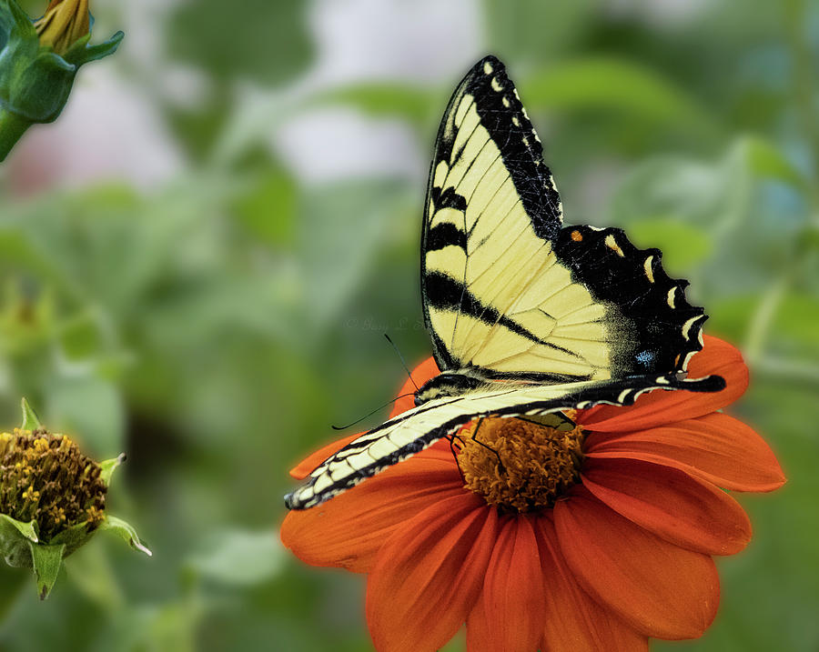 ButterflyMissing Half The Tail Swallowtail Photograph by Gary ...